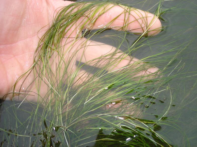 Widgeon Grass Outdoor Alabama